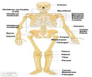 пазл Скелет человека. Кости человеческого тела (Испанский)